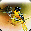 Oriole