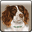 Spaniel