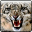 WhiteTiger